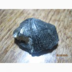 Продам ракушки, найдены в угольной шахте на глубине 1000 метров в пласту породы