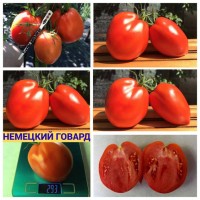 Коллекция семян томатов