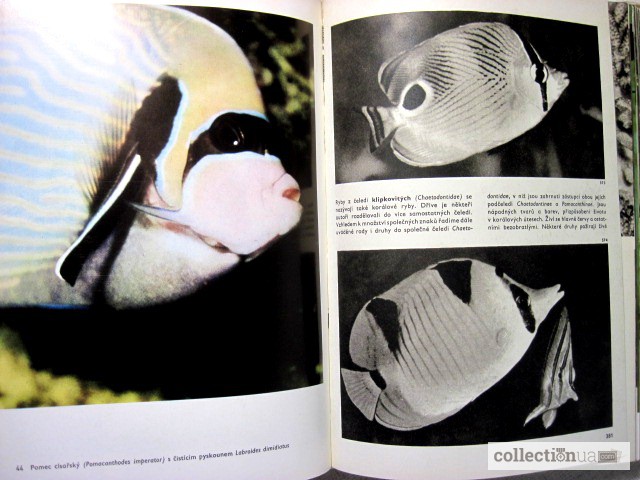 Фото 10. Большой Иллюстрированный атлас рыб Чешский яз. Stanislav Velk 253; obrazov 253; atlas