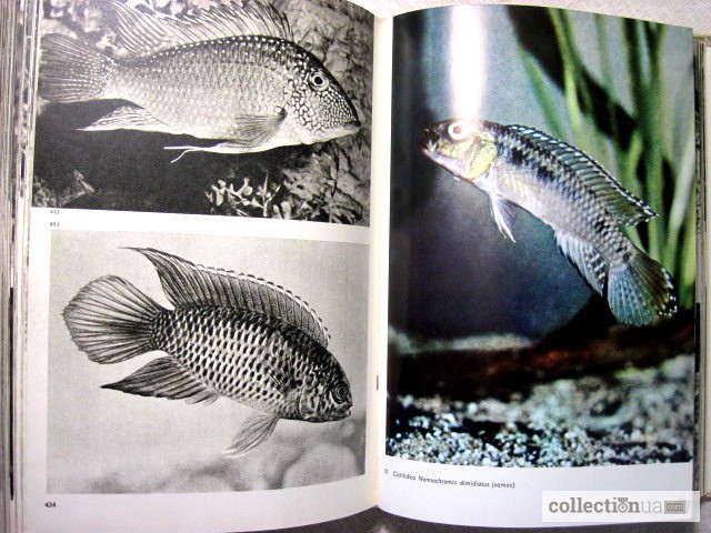 Фото 11. Большой Иллюстрированный атлас рыб Чешский яз. Stanislav Velk 253; obrazov 253; atlas