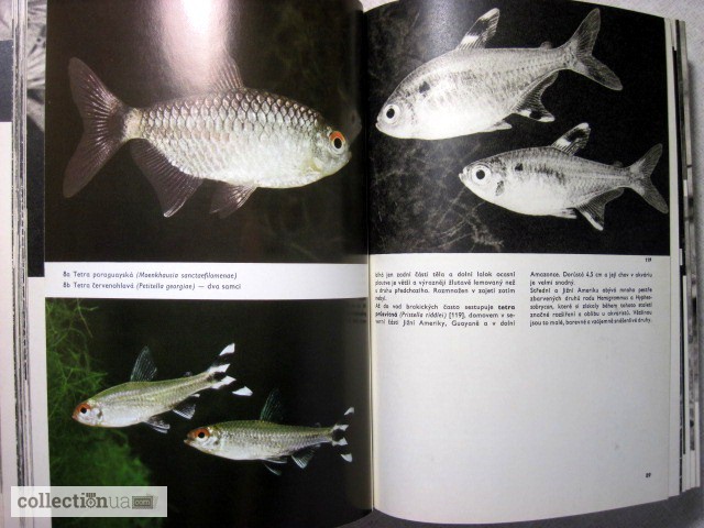 Фото 6. Большой Иллюстрированный атлас рыб Чешский яз. Stanislav Velk 253; obrazov 253; atlas