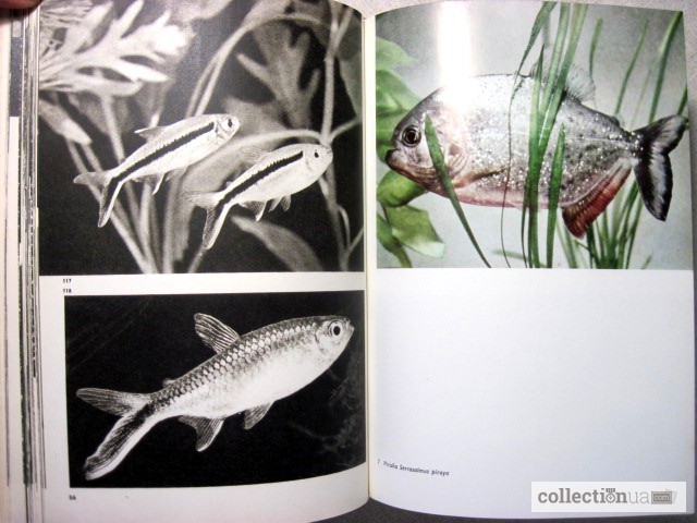 Фото 7. Большой Иллюстрированный атлас рыб Чешский яз. Stanislav Velk 253; obrazov 253; atlas