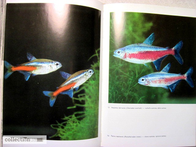 Фото 8. Большой Иллюстрированный атлас рыб Чешский яз. Stanislav Velk 253; obrazov 253; atlas