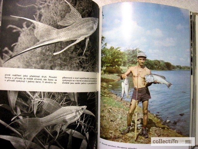 Фото 9. Большой Иллюстрированный атлас рыб Чешский яз. Stanislav Velk 253; obrazov 253; atlas
