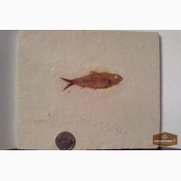 Окаменелая доисторическая рыба