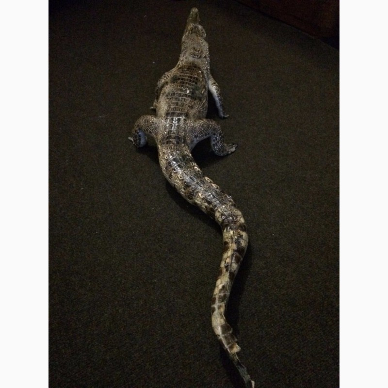 Фото 2. Продам чучело кубинского крокодила