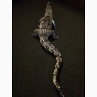 Продам чучело кубинского крокодила