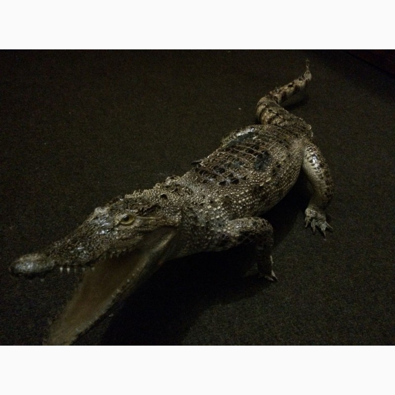 Фото 3. Продам чучело кубинского крокодила