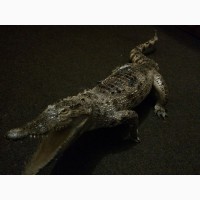 Продам чучело кубинского крокодила