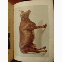 Продам книгу 1911 Наши Домашние Животные. Собаки, Кошки, Лошади, Кролики и тд
