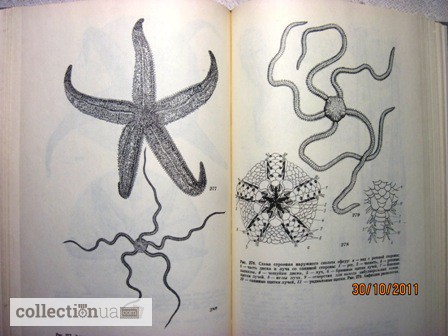 Фото 10. Животные и растения залива Петра Великого Японского моря 1976 образ жизни строение расселе