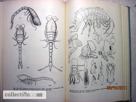 Фото 12. Животные и растения залива Петра Великого Японского моря 1976 образ жизни строение расселе
