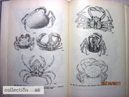 Фото 13. Животные и растения залива Петра Великого Японского моря 1976 образ жизни строение расселе