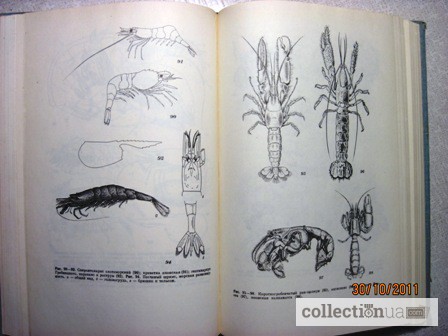 Фото 14. Животные и растения залива Петра Великого Японского моря 1976 образ жизни строение расселе