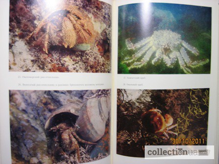 Фото 16. Животные и растения залива Петра Великого Японского моря 1976 образ жизни строение расселе