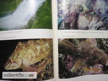 Фото 17. Животные и растения залива Петра Великого Японского моря 1976 образ жизни строение расселе