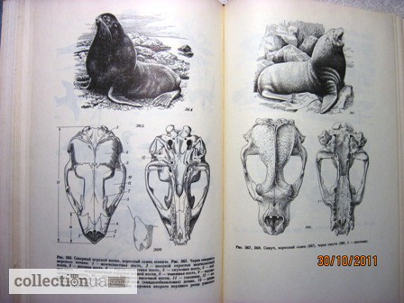 Фото 4. Животные и растения залива Петра Великого Японского моря 1976 образ жизни строение расселе