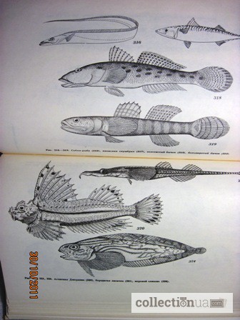 Фото 7. Животные и растения залива Петра Великого Японского моря 1976 образ жизни строение расселе