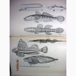 Животные и растения залива Петра Великого Японского моря 1976 образ жизни строение расселе