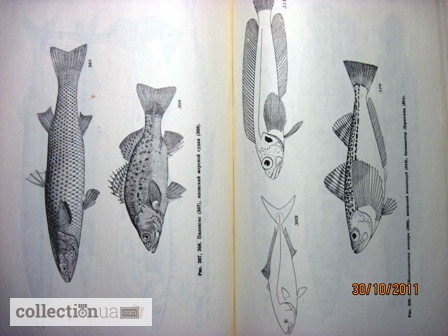 Фото 8. Животные и растения залива Петра Великого Японского моря 1976 образ жизни строение расселе