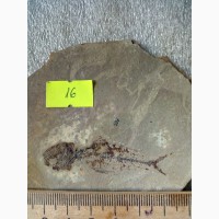 Окаменелый скелет рыбы в.породе
