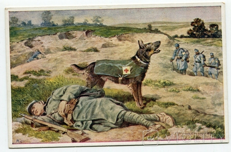 Фото 5. Комплект - Велика Війна. Собаки в санітарній службі. Відень