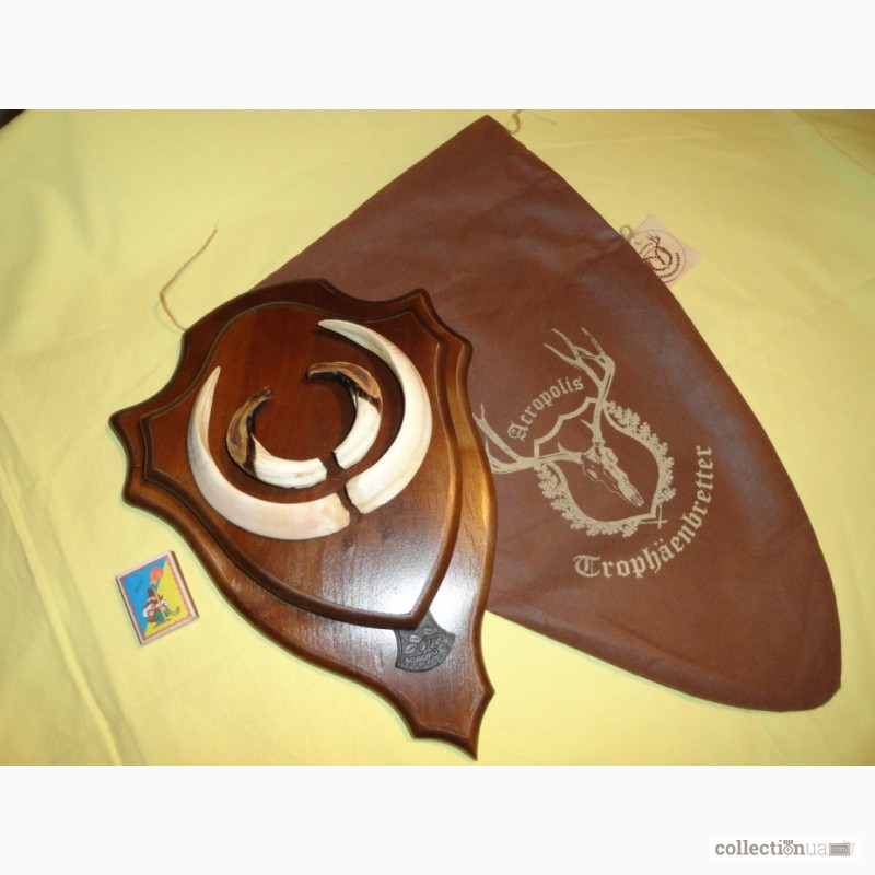 Охотничий трофей - клыки кабана СЕКАЧА, на 2-ном медальоне
