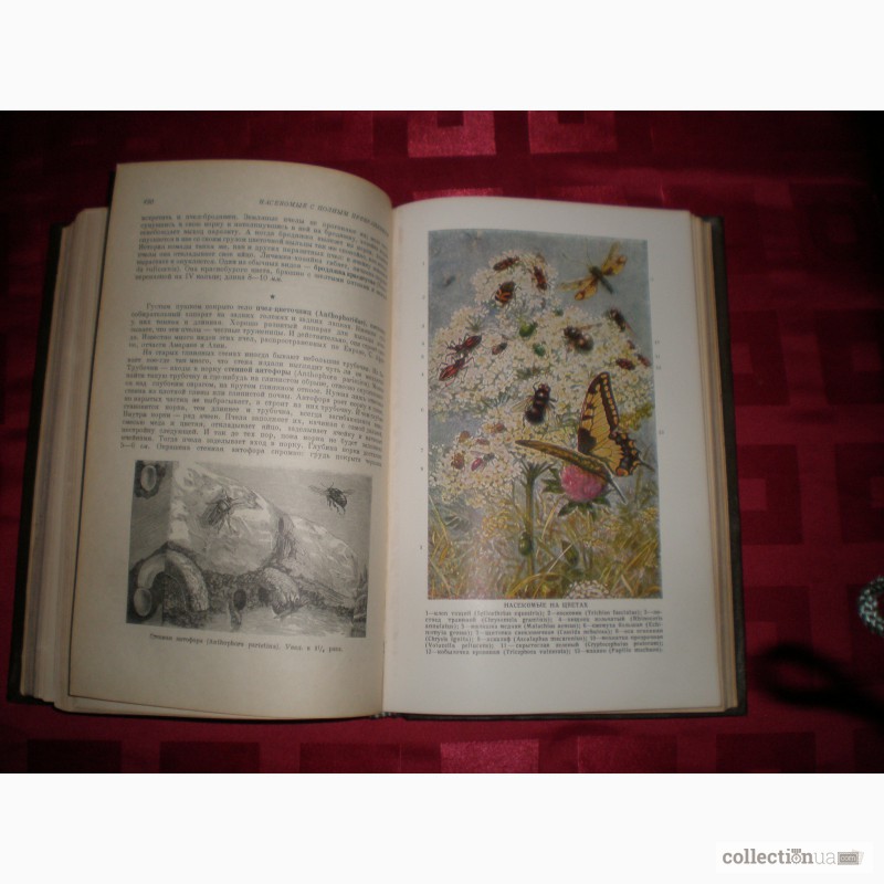 Фото 6. А.Э.Брем- Жизнь животных- 2 том - членистоногие-1941 год