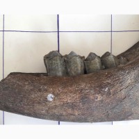 Коллекция палеонтолога, мамонт тур бизон