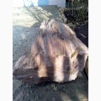 Продам фрагмент окаменелого дерева