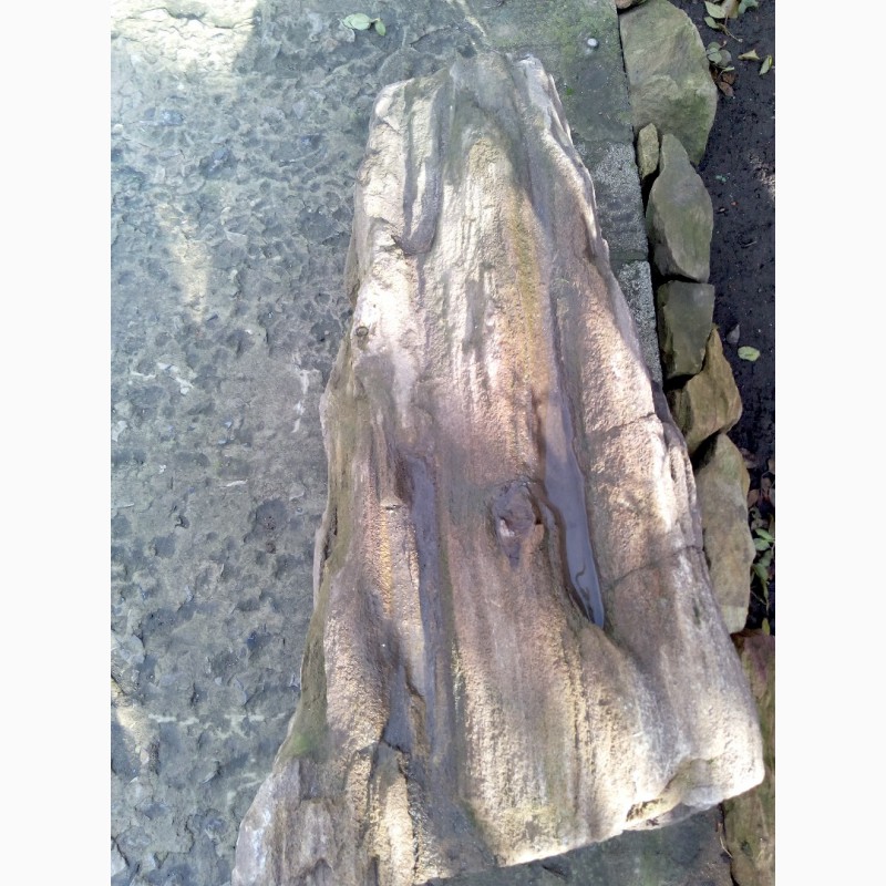 Фото 3. Продам фрагмент окаменелого дерева