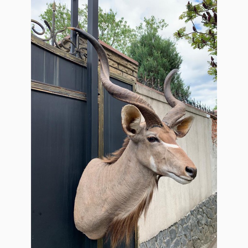 Фото 2. Африканская антилопа Куду